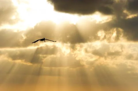 Bird Silhouette Stock Photos
