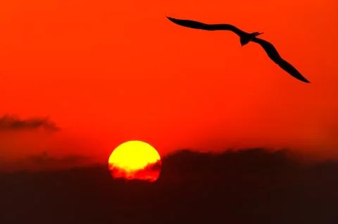 Bird Silhouette Stock Photos