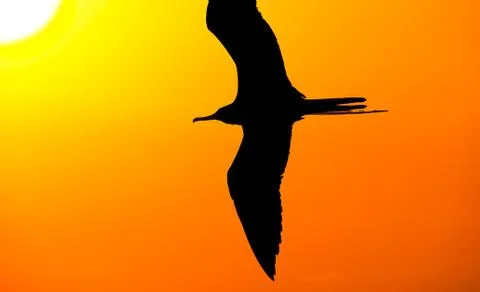 Bird Silhouette Stock Photos