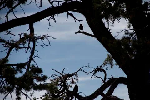 Bird Silhouette Stock Photos
