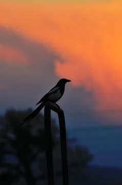 Bird silhouette Foto stock