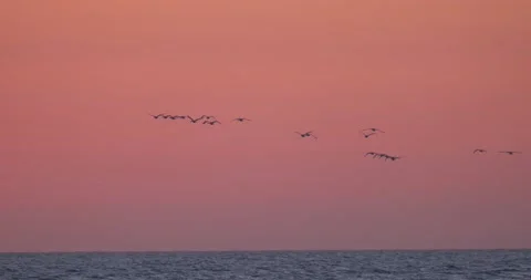Bird silhouette in red sky Stock Footage 140345980
