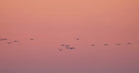 Bird silhouette in red sky Stock Footage 140347916
