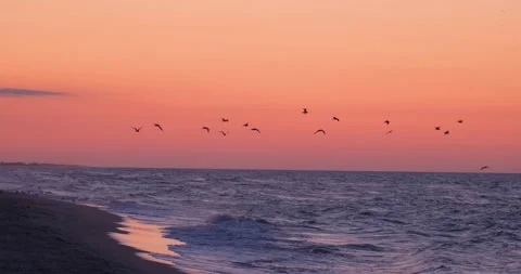 Bird silhouette in red sky Stock Footage 140347936