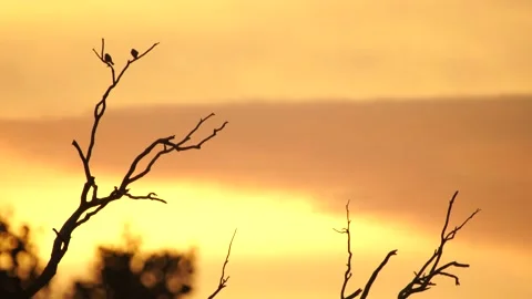 Bird Silhouette Sunset 3 Stock Footage 167747808