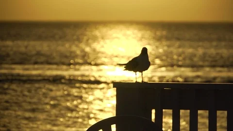 Bird in silhouette sunset Stock Footage 111222750