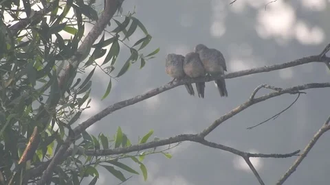 Bird Silhouette on Tree at Dusk in the Wild Stock Footage 308391817