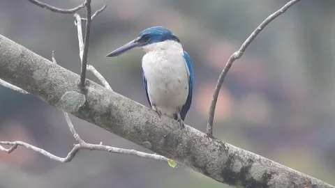 Bird Silhouette on Tree at Dusk in the Wild Vídeos de archivo 308393053