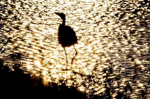 Bird silhouetted by setting sun Stock Photos
