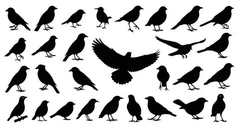 Bird Silhouettes Collection: Various Poses and Species Stock Illustration
