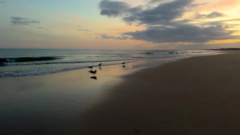 Bird silhouettes soar over the beach as the sun sets behind clouds. Stock Footage 287364581