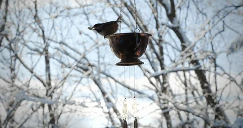 Bird in Silver Cup Tilt Down Stock Footage 123676296