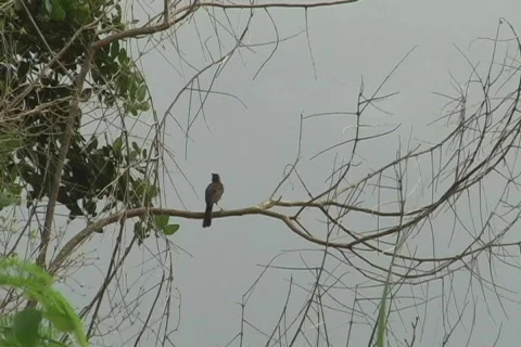 Bird singing on branch Stock Footage 766013