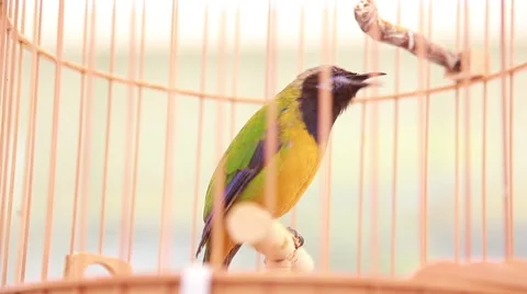 Bird singing Video stock 45407598