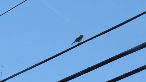 Bird Singing Stock Footage 333295703