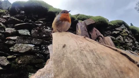 Bird singing on a log Stock Footage 169188112