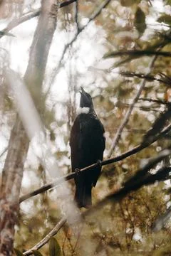 A bird singing perched on a branch in a dense forest Stock Photos
