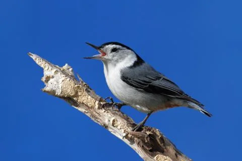 Bird singing Stock Photos