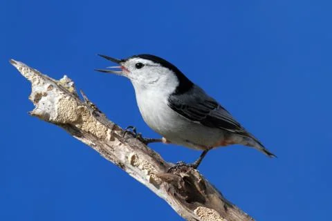 Bird singing Stock Photos