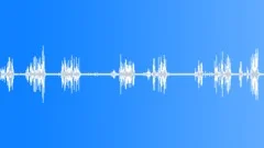 Bird SingingSound Effect