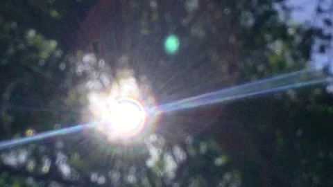 Bird Singing - Sun shining Video stock 81548932