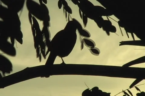 Bird singing to the sunset Stock Footage