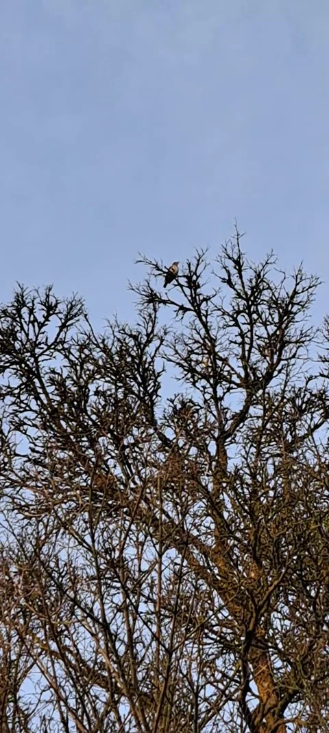 Bird singing in the tree during morning Stock Footage 315601867