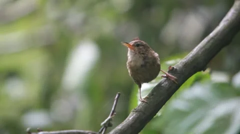 Bird singing on tree Stock Footage