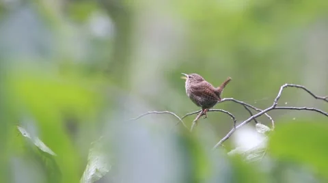 Bird singing on tree Stock Footage