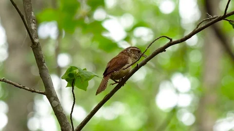 Bird Singing On a Tree Royalty Free HD Video Stock Footage 128544399