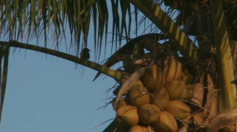 Bird sings in coconut tree Stock Footage 331712