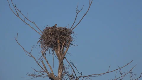 Bird is siting on lonely bare old tree on background of clear blue sky. Stock Footage 228987839