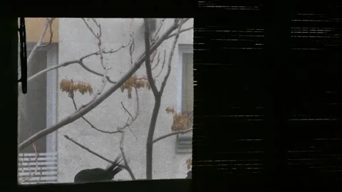 A bird sits on a branch outside a window, framed by blinds and bare twigs Stock Footage 318686707