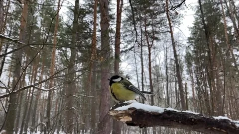A bird sits on a branch in a winter forest filmed in slow mo. Stock Footage 265459846