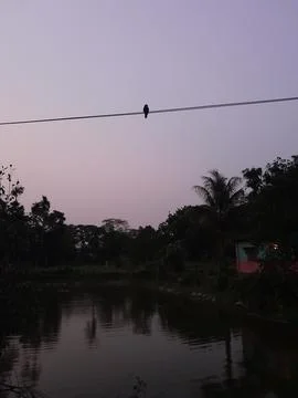 A bird sits on a cable wire. Evening nature in Bangladesh. Stock Photos