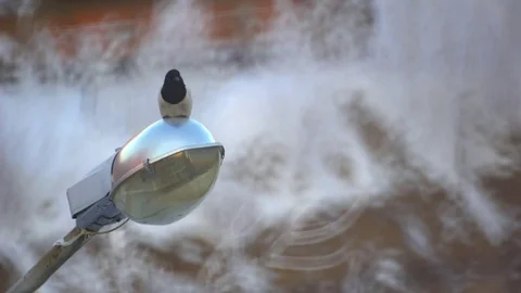 A Bird sits on the City lamp Post, Daytime in the winter background and flies Stock Footage 84875377