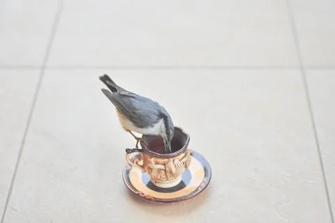 Bird sits on Cup and eats seeds against background of ceramic tile floor Stock Photos