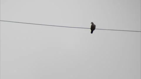 A bird sits on electric cable Stock Footage 254451713