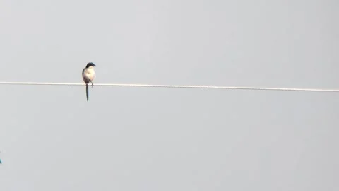 A bird sits on electric cable Stock Footage 254451775
