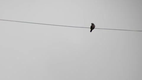 A bird sits on electric cable Stock Footage 254451969