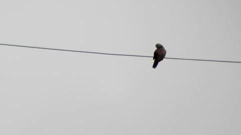 A bird sits on electric cable Stock Footage 254452101