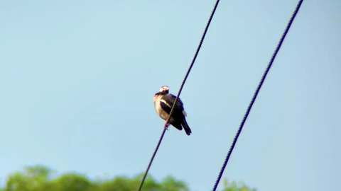 A bird sits on electric cable Stock Footage 254452166