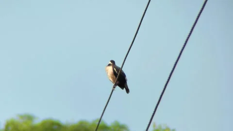 A bird sits on electric cable Stock Footage 254452323