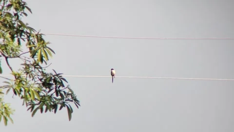 A bird sits on electric cable Stock Footage 254452486