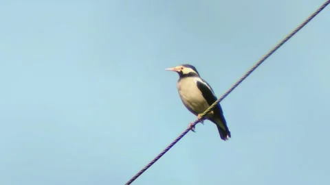 A bird sits on electric cable Stock Footage 254691645