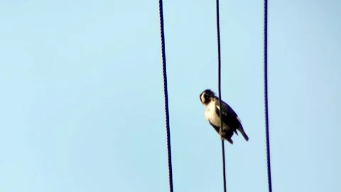 A bird sits on electric cable Stock Footage 254693870