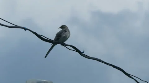 Bird sits on an electric wire. Vidéo 337548850