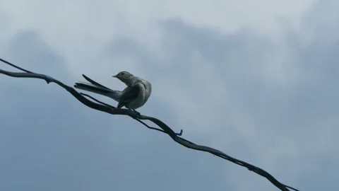 Bird sits on an electric wire. Stock Footage 337551235