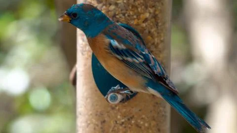 The bird sits on the feeder Stock Photos