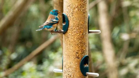 The bird sits on the feeder Stock Photos